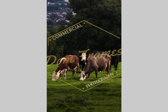 Cows Eating Grass Near Village: A Study in Rural Life and Natural Harmony